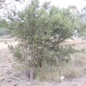 Hakea decurrens subsp. decurrens at Greenway, ACT - 30 Mar 2015