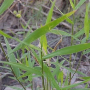 Isachne globosa at Paddys River, ACT - 31 Mar 2015