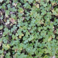 Hydrocotyle tripartita (Pennywort) at Paddys River, ACT - 31 Mar 2015 by michaelb