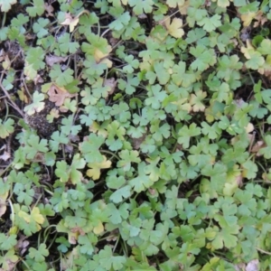 Hydrocotyle tripartita at Paddys River, ACT - 31 Mar 2015