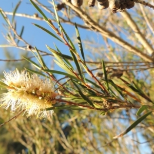 Callistemon sieberi at Paddys River, ACT - 31 Mar 2015 06:27 PM