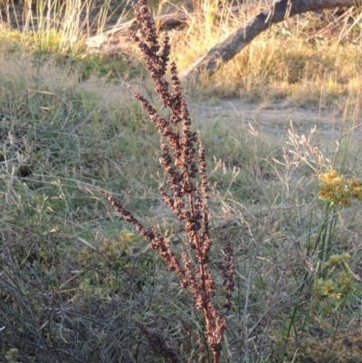 Rumex crispus (Curled Dock) at Pine Island to Point Hut - 31 Mar 2015 by MichaelBedingfield