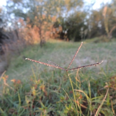 Cynodon dactylon (Couch Grass) at Bonython, ACT - 31 Mar 2015 by michaelb