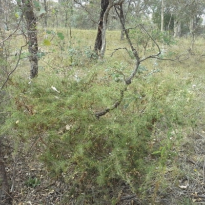 Acacia ulicifolia (Prickly Moses) at Isaacs Ridge - 17 Mar 2015 by Mike