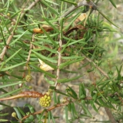 Acacia ulicifolia at Jerrabomberra, ACT - 17 Mar 2015