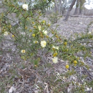 Acacia ulicifolia at Jerrabomberra, ACT - 23 Aug 2013