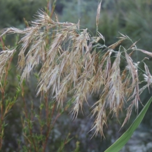 Phragmites australis at Paddys River, ACT - 31 Mar 2015 07:06 PM