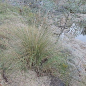 Poa labillardierei at Paddys River, ACT - 31 Mar 2015