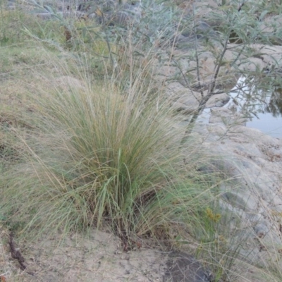 Poa labillardierei (Common Tussock Grass, River Tussock Grass) at Paddys River, ACT - 31 Mar 2015 by michaelb