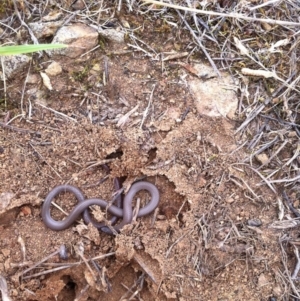 Aprasia parapulchella at Molonglo River Reserve - suppressed