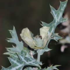 Argemone ochroleuca subsp. ochroleuca (Mexican Poppy, Prickly Poppy) at Paddys River, ACT - 31 Mar 2015 by MichaelBedingfield