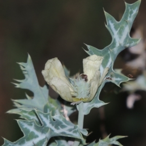 Argemone ochroleuca subsp. ochroleuca at Paddys River, ACT - 31 Mar 2015 07:23 PM