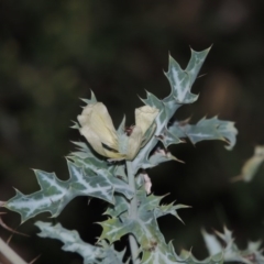 Argemone ochroleuca subsp. ochroleuca at Paddys River, ACT - 31 Mar 2015 07:23 PM