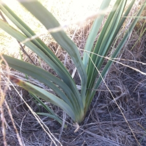 Dianella sp. aff. longifolia (Benambra) at Molonglo River Reserve - 26 Mar 2015