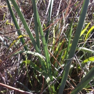 Dianella sp. aff. longifolia (Benambra) at Molonglo River Reserve - 26 Mar 2015