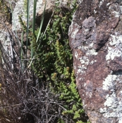 Cheilanthes distans (Bristly Cloak Fern) at Molonglo River Reserve - 26 Mar 2015 by RichardMilner