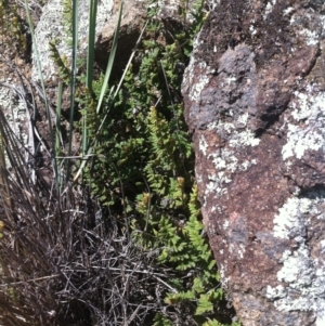 Cheilanthes distans at Molonglo River Reserve - 26 Mar 2015 11:58 AM