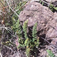 Cheilanthes distans (Bristly Cloak Fern) at Molonglo River Reserve - 26 Mar 2015 by RichardMilner