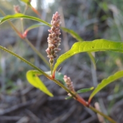 Persicaria lapathifolia (Pale Knotweed) at Paddys River, ACT - 31 Mar 2015 by MichaelBedingfield