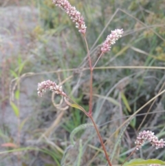 Persicaria lapathifolia at Paddys River, ACT - 31 Mar 2015