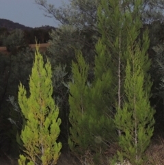 Callitris endlicheri (Black Cypress Pine) at Paddys River, ACT - 31 Mar 2015 by MichaelBedingfield