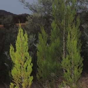 Callitris endlicheri at Paddys River, ACT - 31 Mar 2015