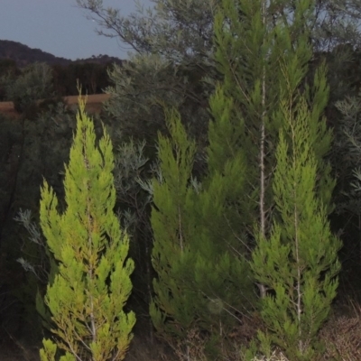 Callitris endlicheri (Black Cypress Pine) at Paddys River, ACT - 31 Mar 2015 by michaelb