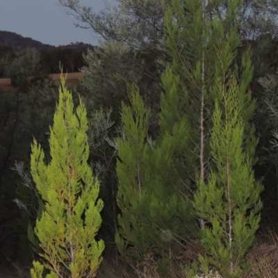 Callitris endlicheri (Black Cypress Pine) at Paddys River, ACT - 31 Mar 2015 by MichaelBedingfield