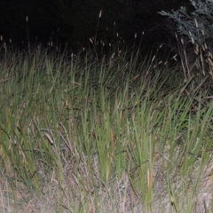 Imperata cylindrica (Blady Grass) at Paddys River, ACT - 31 Mar 2015 by michaelb