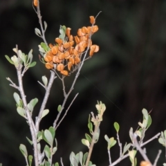 Bursaria spinosa (Native Blackthorn, Sweet Bursaria) at Paddys River, ACT - 31 Mar 2015 by michaelb