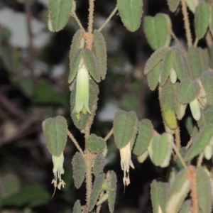 Correa reflexa var. reflexa at Greenway, ACT - 3 Apr 2015