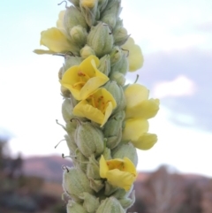 Verbascum thapsus subsp. thapsus (Great Mullein, Aaron's Rod) at Point Hut to Tharwa - 5 Apr 2015 by MichaelBedingfield