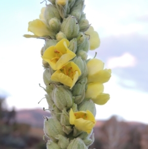 Verbascum thapsus subsp. thapsus at Paddys River, ACT - 5 Apr 2015 07:03 PM