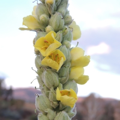 Verbascum thapsus subsp. thapsus (Great Mullein, Aaron's Rod) at Paddys River, ACT - 5 Apr 2015 by MichaelBedingfield