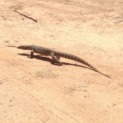 Varanus rosenbergi (Heath or Rosenberg's Monitor) at Nanima, NSW - 10 Feb 2014 by GeoffRobertson