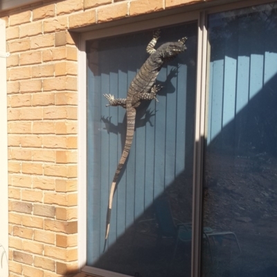 Varanus varius (Lace Monitor) at Nanima, NSW - 15 Feb 2014 by GeoffRobertson