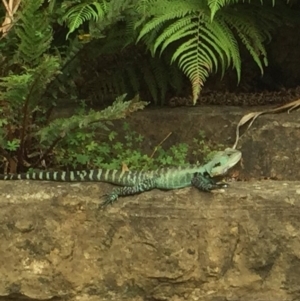 Intellagama lesueurii howittii at Canberra Central, ACT - 1 Apr 2015 12:00 AM