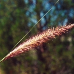 Cenchrus setaceus (African Fountain Grass) at Banks, ACT - 21 Jan 2010 by MichaelBedingfield