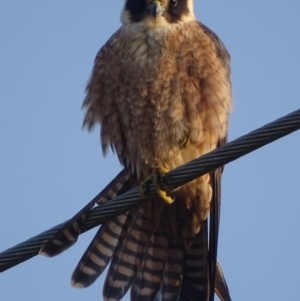 Falco longipennis at Fyshwick, ACT - 11 Sep 2018 08:26 AM