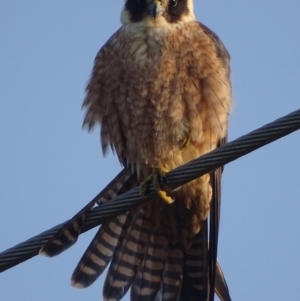 Falco longipennis at Fyshwick, ACT - 11 Sep 2018