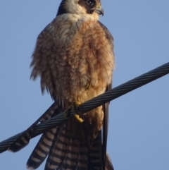 Falco longipennis at Fyshwick, ACT - 11 Sep 2018 08:26 AM