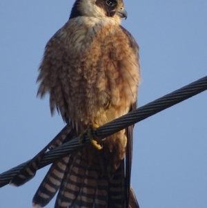 Falco longipennis at Fyshwick, ACT - 11 Sep 2018