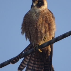 Falco longipennis at Fyshwick, ACT - 11 Sep 2018 08:26 AM