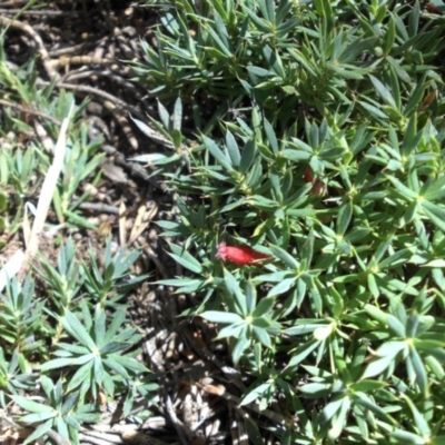 Astroloma humifusum (Cranberry Heath) at Majura, ACT - 11 Apr 2015 by SilkeSma