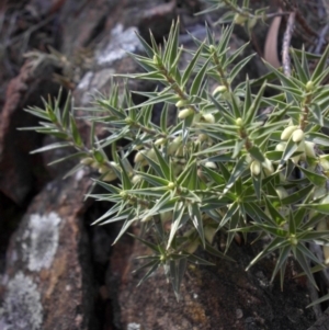 Melichrus urceolatus at Majura, ACT - 11 Apr 2015