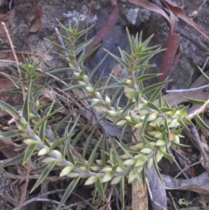 Melichrus urceolatus at Majura, ACT - 11 Apr 2015