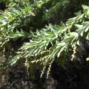 Acacia vestita at Hackett, ACT - 11 Apr 2015 11:45 AM