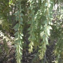 Acacia vestita at Hackett, ACT - 11 Apr 2015 11:45 AM