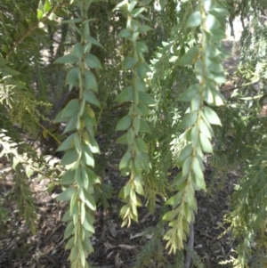 Acacia vestita at Hackett, ACT - 11 Apr 2015 11:45 AM