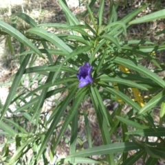 Solanum linearifolium (Kangaroo Apple) at Ainslie, ACT - 11 Apr 2015 by SilkeSma